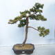 Outdoor bonsai -Larix decidua - Modrzew liściasty - 1/5