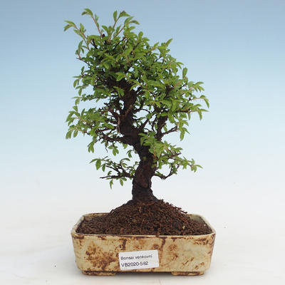 Outdoor bonsai - Zelkova - Zelkova NIRE VB2020-582
