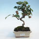 Outdoor bonsai - Malus halliana - jabłoń o małych owocach - 1/5