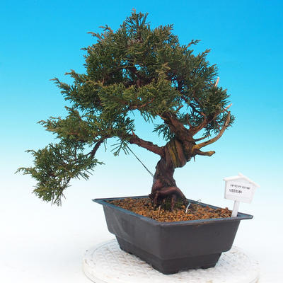 Outdoor bonsai - Juniperus chinensis Itoigava - chiński jałowiec - 1