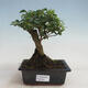 Kryty bonsai - Ligustrum chinensis - Dziób ptaka - 1/3