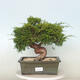 Outdoor bonsai - Juniperus chinensis Itoigawa - Jałowiec chiński - 1/4