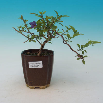 Pokój bonsai - Mustard-Solanum rantonnetii - 1