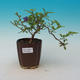 Pokój bonsai - Mustard-Solanum rantonnetii - 1/2