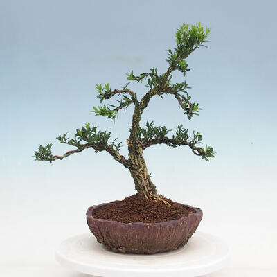 Kryty bonsai - Buxus harlandii - Bukszpan korkowy - 1
