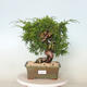 Outdoor bonsai - Juniperus chinensis Itoigawa - Jałowiec chiński - 1/4