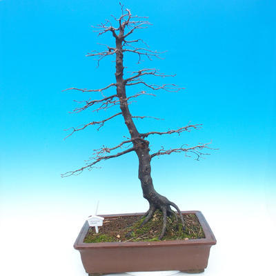 Outdoor bonsai - Karp zwyczajny - Carpinoides Carpinus - 1