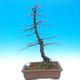 Outdoor bonsai - Karp zwyczajny - Carpinoides Carpinus - 1/2