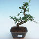 Kryty bonsai - Carmona macrophylla - herbata Fuki - 1/5