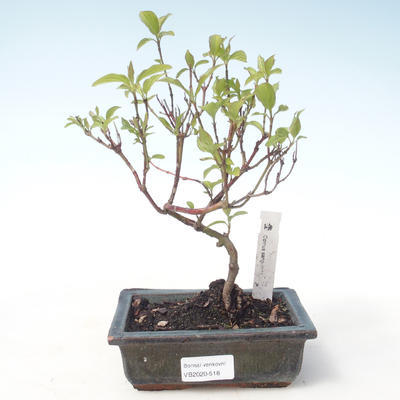 Outdoor bonsai - Dereń - Cornus mas VB2020-518 - 1