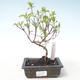 Outdoor bonsai - Dereń - Cornus mas VB2020-518 - 1/2