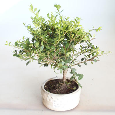 Kryty bonsai - Ilex crenata - Holly PB2201158 - 1