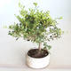 Kryty bonsai - Ilex crenata - Holly PB2201158 - 1/2