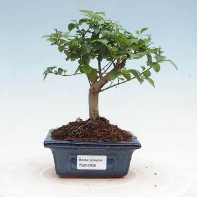 Indoor bonsai -Ligustrum chinensis - dziób ptaka - 1