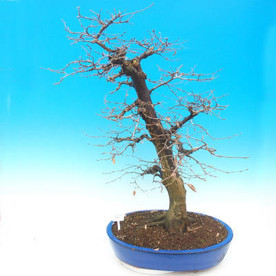 Outdoor bonsai - Karp zwyczajny - Carpinoides Carpinus - 1