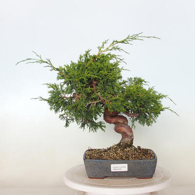 Outdoor bonsai - Juniperus chinensis Itoigawa - Jałowiec chiński - 1