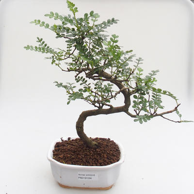 Kryty bonsai - Zantoxylum piperitum - Drzewo pieprzowe PB2191593 - 1
