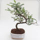 Kryty bonsai - Zantoxylum piperitum - Drzewo pieprzowe PB2191593 - 1/4