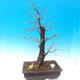 Outdoor bonsai - Karp zwyczajny - Carpinoides Carpinus - 1/3