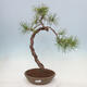 Bonsai ogrodowe - Pinus sylvestris - sosna zwyczajna - 1/4