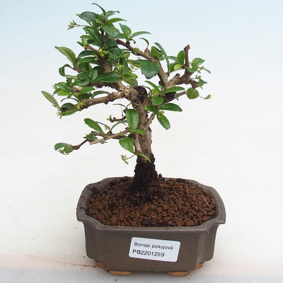 Kryty bonsai - Carmona macrophylla - herbata Fuki PB2201259 - 1