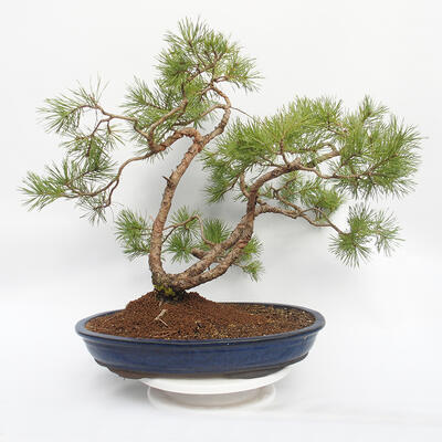 Bonsai ogrodowe - Pinus sylvestris - sosna zwyczajna - 1