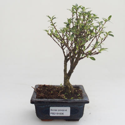 Kryty bonsai - Serissa foetida Variegata - Drzewo Tysiąca Gwiazd PB2191606 - 1
