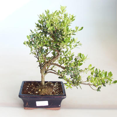 Kryty bonsai - Ilex crenata - Holly PB2201160 - 1