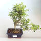Kryty bonsai - Ilex crenata - Holly PB2201160 - 1/2