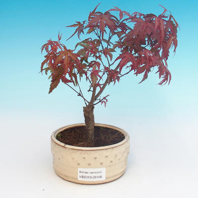 Outdoor bonsai - klon Palmatum DESHOJO - klon japoński - 1