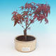 Outdoor bonsai - klon Palmatum DESHOJO - klon japoński - 1/3