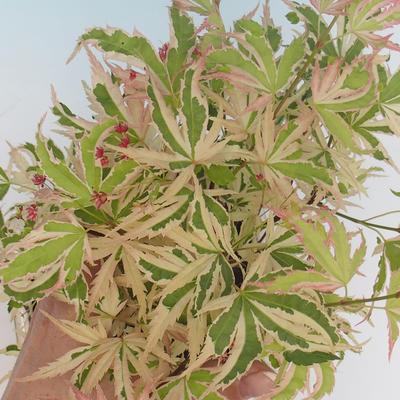 Outdoor bonsai - klon japoński Acer palmatum Butterfly - 1