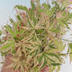 Outdoor bonsai - klon japoński Acer palmatum Butterfly - 1/2