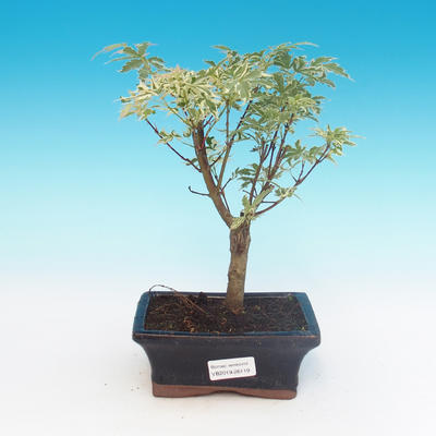 Outdoor bonsai - klon japoński Acer palmatum Butterfly - 1