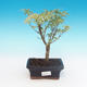 Outdoor bonsai - klon japoński Acer palmatum Butterfly - 1/2