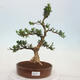 Kryty bonsai - Buxus harlandii - Bukszpan korkowy - 1/7
