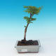 Outdoor bonsai - Acer palmatum SHISHIGASHIRA- klon mniejszy - 1/2