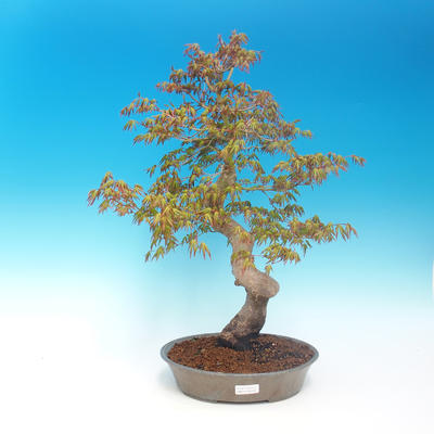 Outdoor bonsai - Acer pamnatum - klon japoński - 1