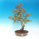 Outdoor bonsai - Acer pamnatum - klon japoński - 1/5