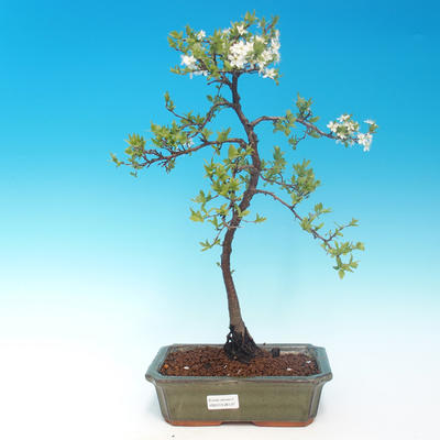 Outdoor bonsai - Prunus spinosa - tarnina