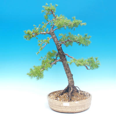 Outdoor bonsai - Larix decidua - Modrzew liściasty - 1