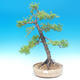 Outdoor bonsai - Larix decidua - Modrzew liściasty - 1/2