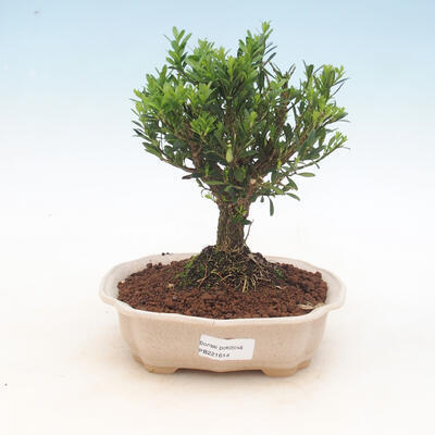 Pokój Bonsai - Buxus harlandii - Bukszpan korkowy - 1