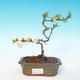 Outdoor bonsai - Chaenomeles superba jet trail - Biała pigwa - 1/3