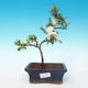 Outdoor bonsai - Chaenomeles superba jet trail - Biała pigwa - 1/3