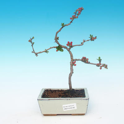 Outdoor bonsai - Chaneomeles japonica - Pigwa japońska - 1