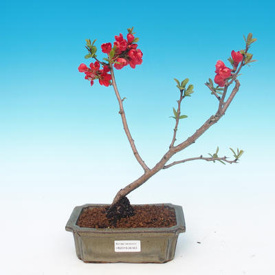 Outdoor bonsai - Chaneomeles japonica - japońska pigwa - 1