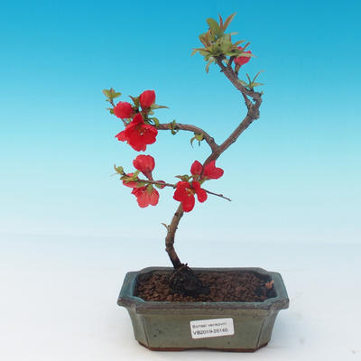 Outdoor bonsai - Chaneomeles japonica - japońska pigwa - 1