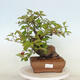 Outdoor bonsai - Pseudocydonia sinensis - pigwa chińska - 1/4