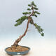 Outdoor bonsai - Juniperus chinensis - chiński jałowiec - 1/6